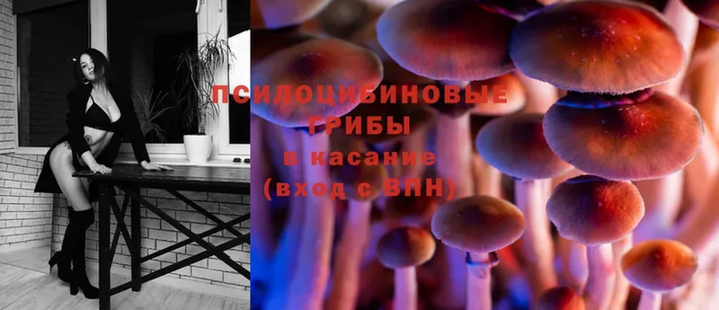 Псилоцибиновые грибы Cubensis Знаменск