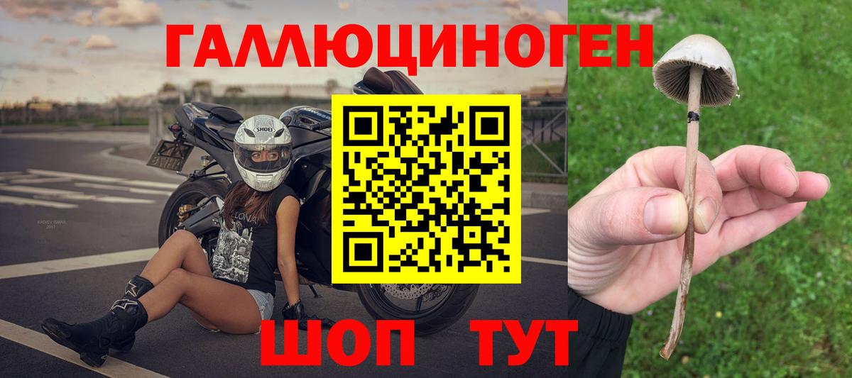 Галлюциногенные грибы Psilocybe Знаменск
